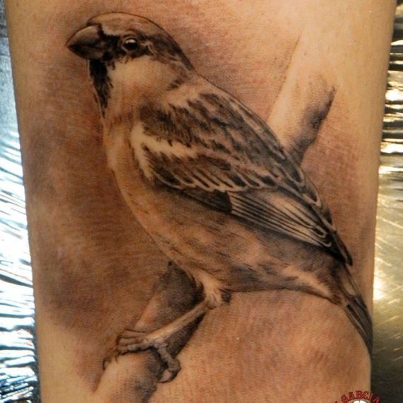 xavi garcia boix tattoo retrato realismo portrait realism tatuaje valencia diversos random gorrion naturaleza animales nature animals