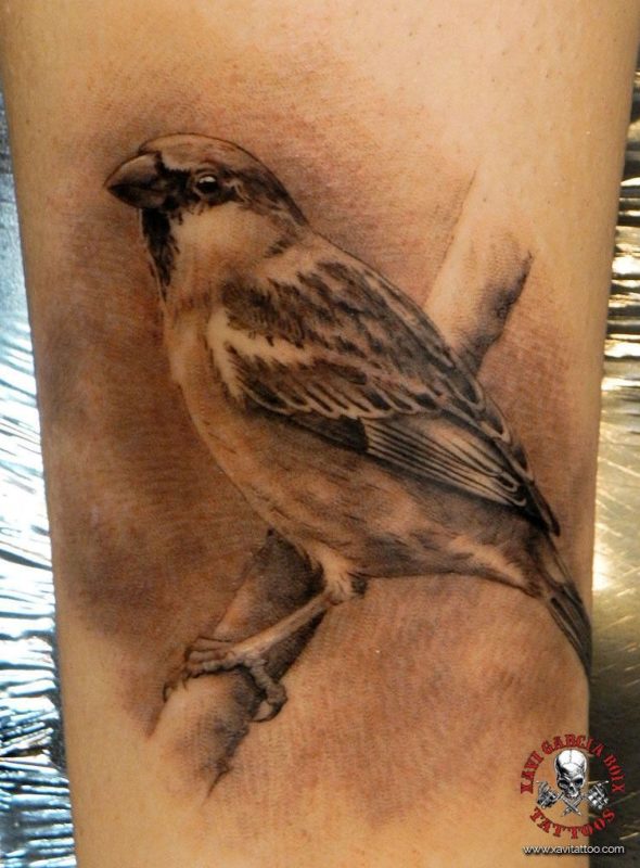 xavi garcia boix tattoo retrato realismo portrait realism tatuaje valencia diversos random gorrion naturaleza animales nature animals