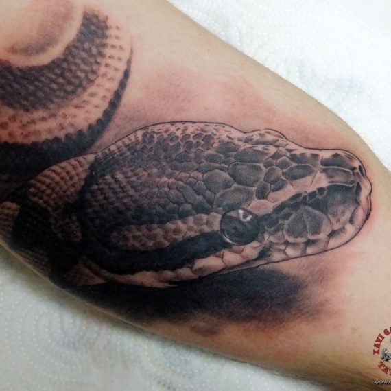 xavi garcia boix tattoo retrato realismo portrait realism tatuaje valencia diversos random serpiente cabeza snake head naturaleza animales nature animals